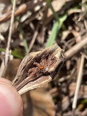 Lasioptera solidaginis