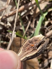 Lasioptera solidaginis