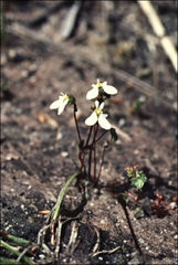 Stylidium perpusillum