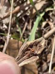 Lasioptera solidaginis