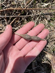 Lasioptera solidaginis