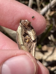 Lasioptera solidaginis