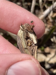 Lasioptera solidaginis