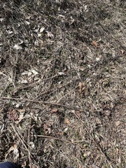 Lasioptera solidaginis