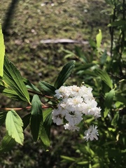 Spiraea cantoniensis