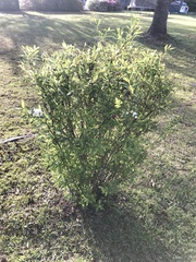 Spiraea cantoniensis