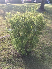 Spiraea cantoniensis