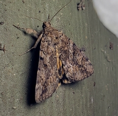 Catocala aestivalia