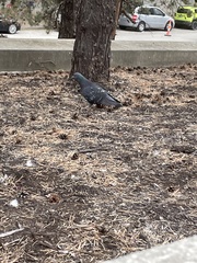 Columba livia domestica