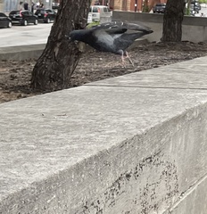 Columba livia domestica