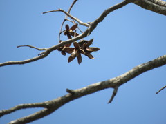 Cedrela odorata