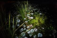 Nelumbo lutea