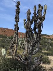 Armatocereus matucanensis