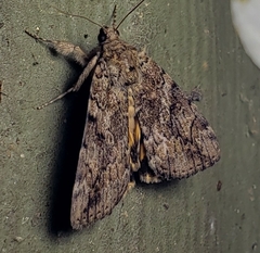 Catocala aestivalia