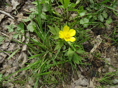 Ranunculus multifidus