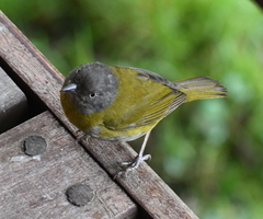 Chlorospingus flavopectus phaeocephalus