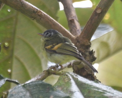 Pogonotriccus poecilotis