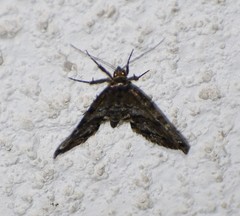 Melanomma auricinctaria