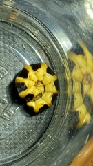 Zarhipis integripennis