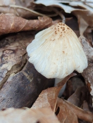 Coprinellus xanthothrix