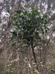 Coprosma crassifolia