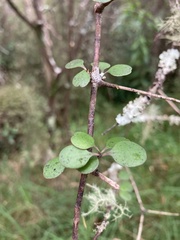 Coprosma crassifolia