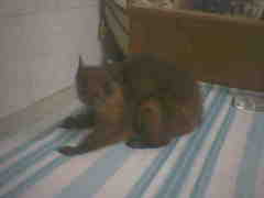 Hodgson's Giant Flying Squirrel photo 2