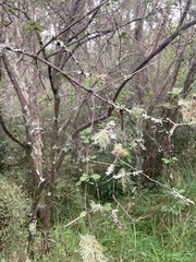 Coprosma crassifolia