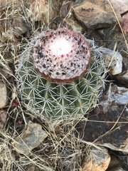 Melocactus peruvianus