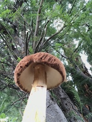 Battarrea phalloides