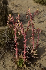 Dudleya acuminata