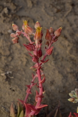 Dudleya acuminata