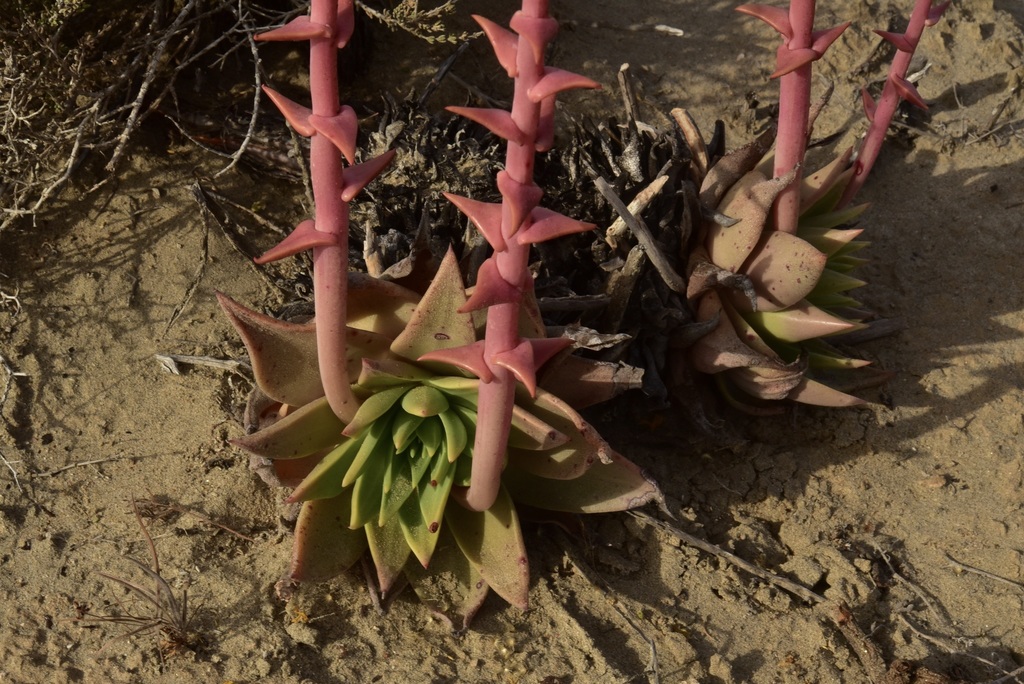 Vizcaino Dudleya