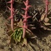 Vizcaino Dudleya - Photo (c) Jeff Bisbee, some rights reserved (CC BY-NC), uploaded by Jeff Bisbee