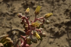 Dudleya acuminata