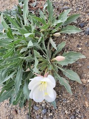 Oenothera cespitosa cespitosa