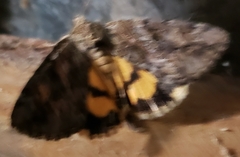 Catocala aestivalia