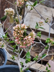 Viburnum × burkwoodii