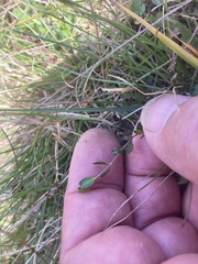 Gonocarpus aggregatus