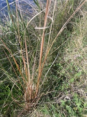 Carex petriei