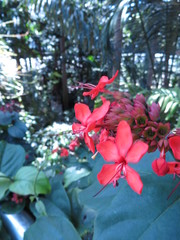 Angiospermae
