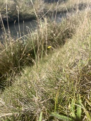 Zoysia minima