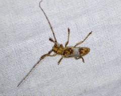Goes variegatus