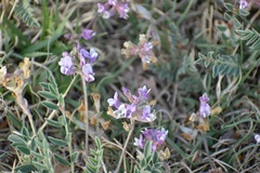 Astragalus lotiflorus