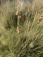 Juncus sarophorus