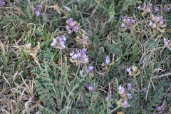 Astragalus lotiflorus