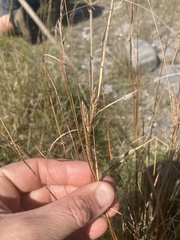 Carex petriei