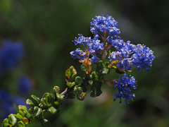 Ceanothus foliosus vineatus