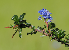 Ceanothus foliosus vineatus
