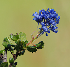 Ceanothus foliosus vineatus